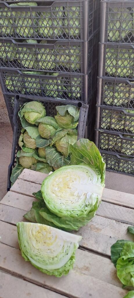 new young cabbage