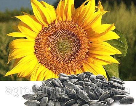 Serjan sunflower seeds (Elite fraction) Novi Sad (Serbia)